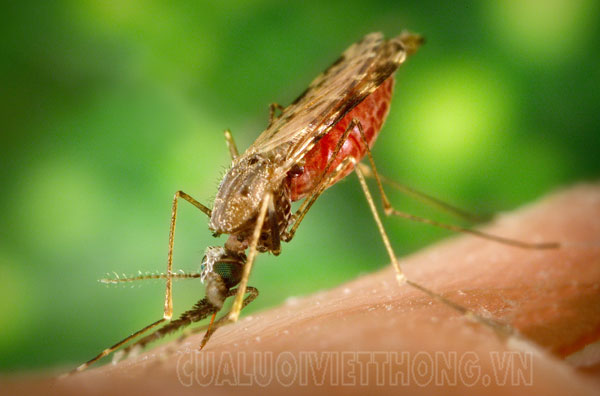 Muỗi Anopheles lây truyền kí sinh trùng sốt rét