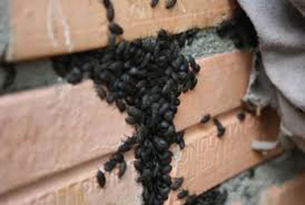 Bịt kín các khe tường tránh bọ đậu đen chui vào