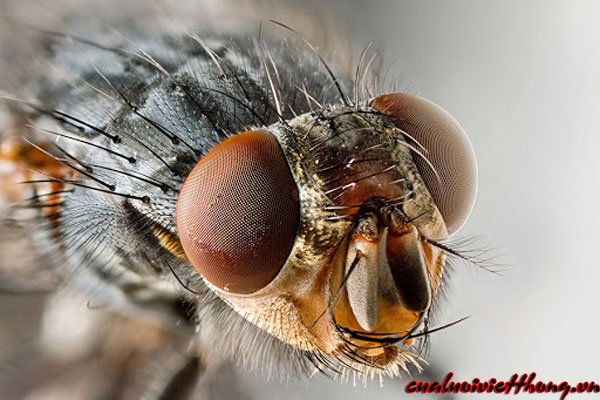 Mắt côn trùng dễ bị thu hút bởi ánh sáng