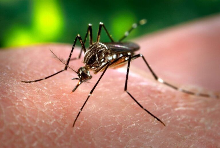 4 phương pháp phòng chống muỗi