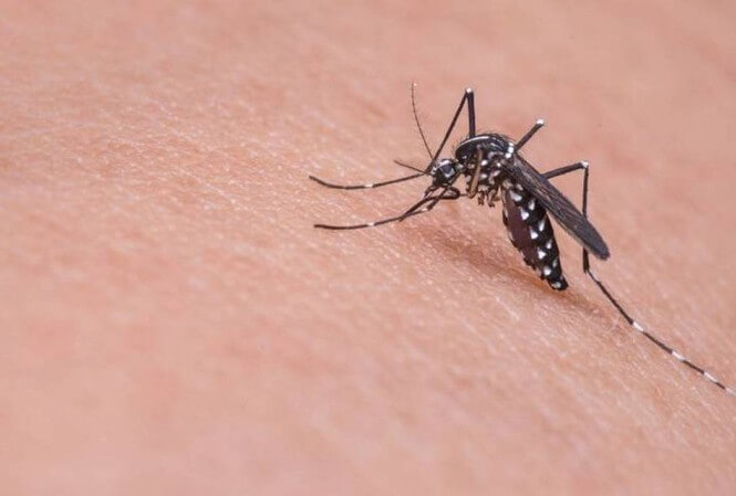 cách phòng chống muỗi sốt xuất huyết