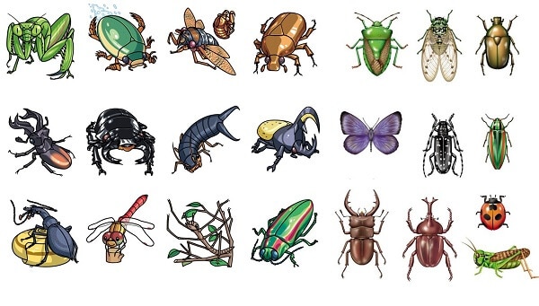 Nhiều loài côn trùng gây hại cần phải phòng chống