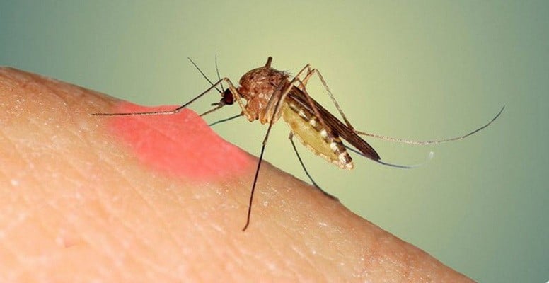 muỗi đốt có thể gây ra những bệnh gì