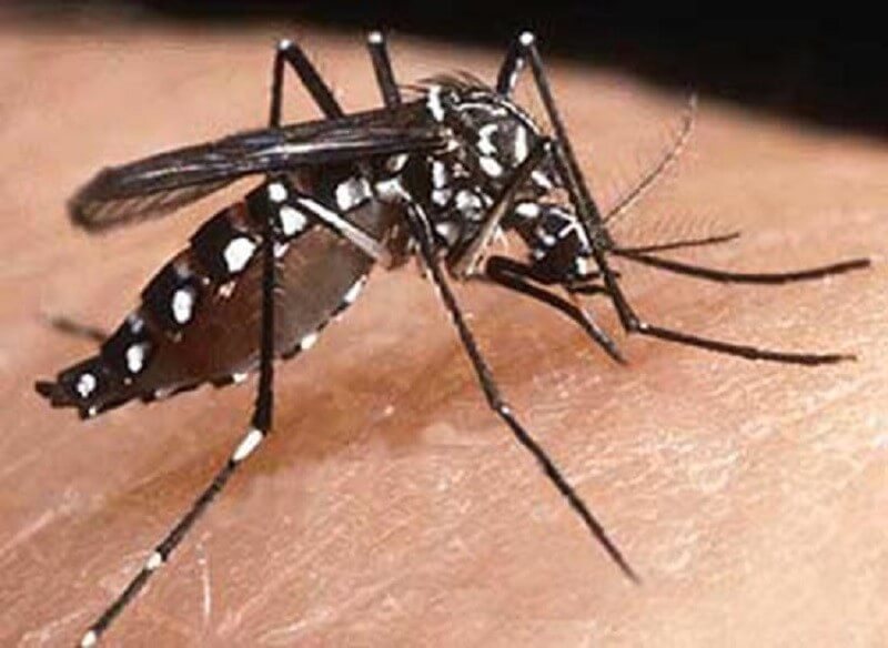 Muỗi là côn trùng trung gian mang mầm bệnh nguy hiểm lây từ người sang người