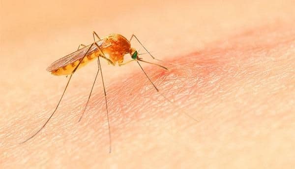 Muỗi là nguyên nhân gây ra nhiều bệnh nguy hiểm ở người