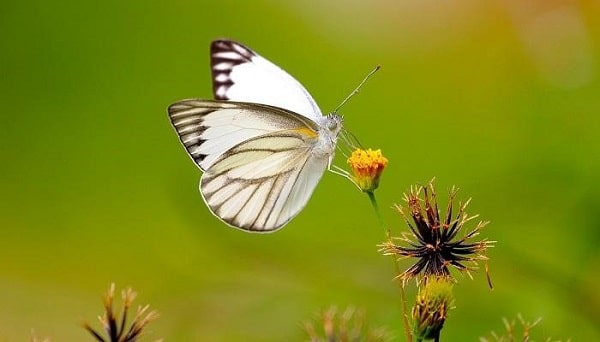 Flying Butterfly Wallpapers Top Những Hình Ảnh Đẹp