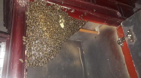 Lựa chọn cách đuổi ong làm tổ trong nhà an toàn