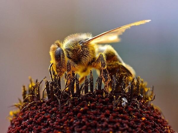 Sẽ có điềm gì khi ong ghé đến thăm nhà
