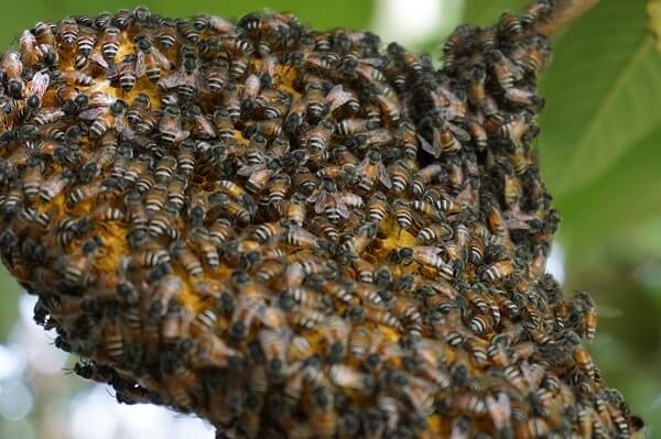 Ong làm tổ trong nhà và những điềm mà chúng mang lại cho ngôi nhà bạn