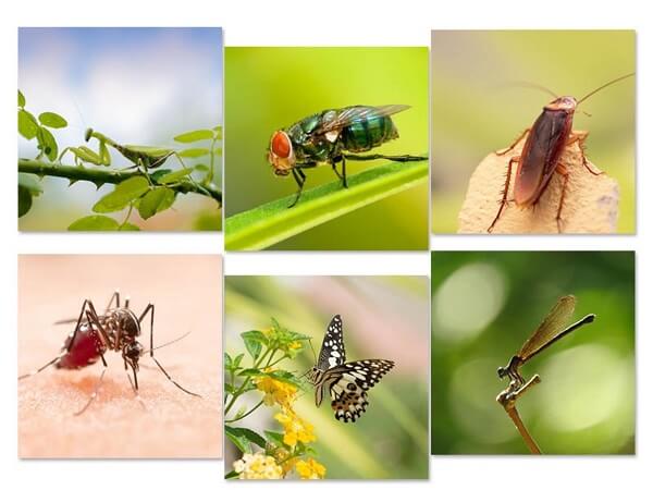 Một số loại côn trùng độc hại
