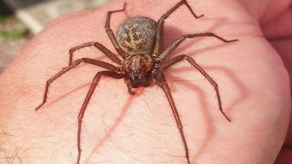 Bị nhện cắn có nguy hiểm không?