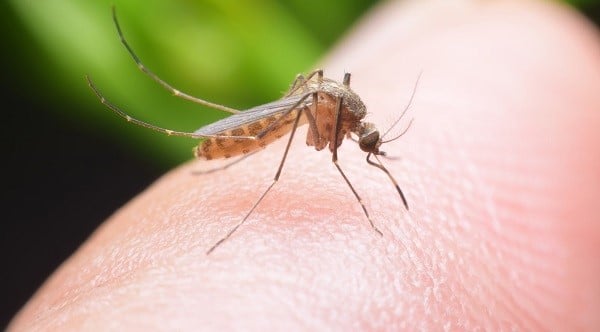 Muỗi đốt gây ra nhiều tác hại đối với sức khỏe con người