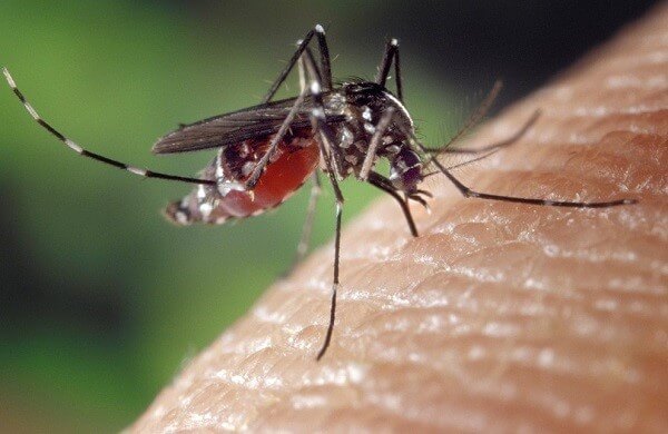 Muỗi anophele – vật trung gian gây bệnh sốt rét