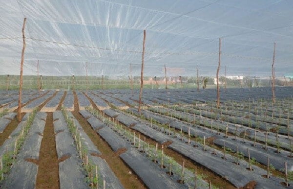 Việt Thống – Đơn vị cung cấp lưới chống côn trùng nông nghiệp tốt nhất thị trường