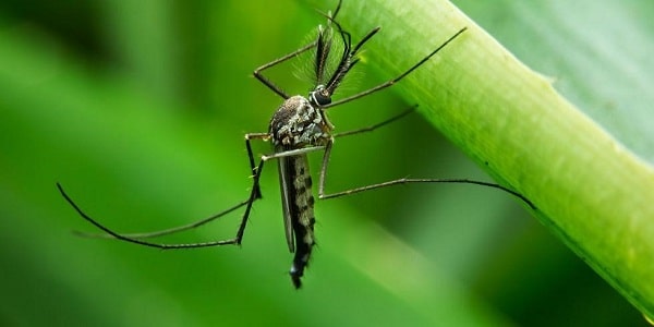 Muỗi cỏ Culex mang mầm bệnh nguy hiểm
