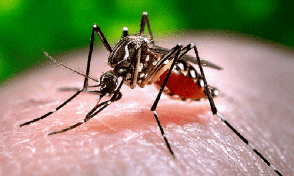 Cận cảnh muỗi anophen